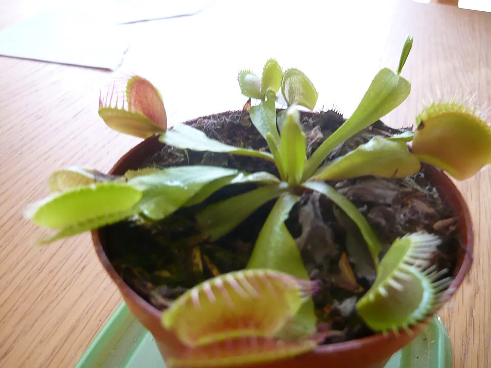 Mystery Houseplant