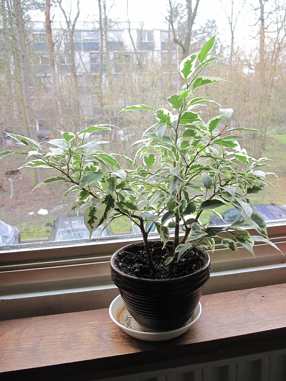 Mystery Houseplant