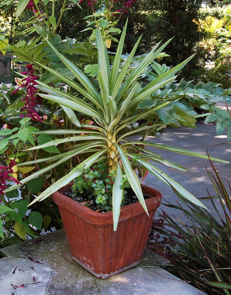Mystery Houseplant