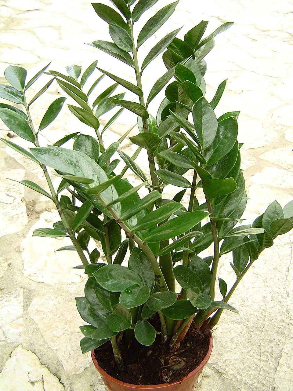 Mystery Houseplant