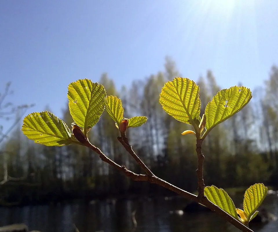 Mystery Tree