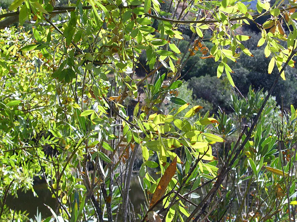 Mystery Tree