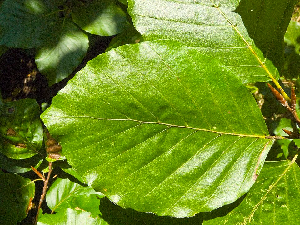 Mystery Tree