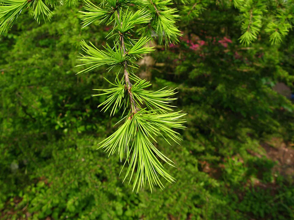 Mystery Tree