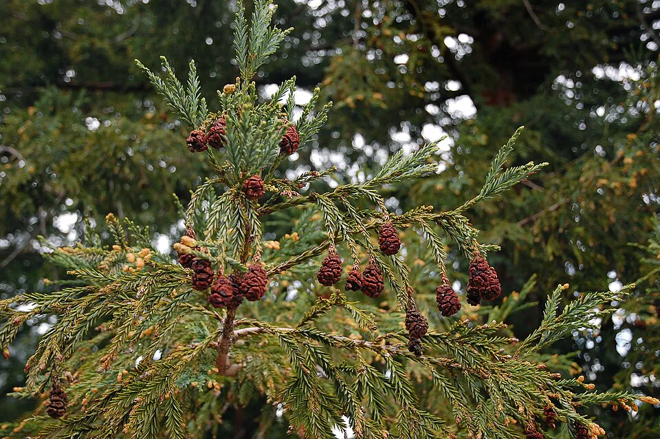 Mystery Tree