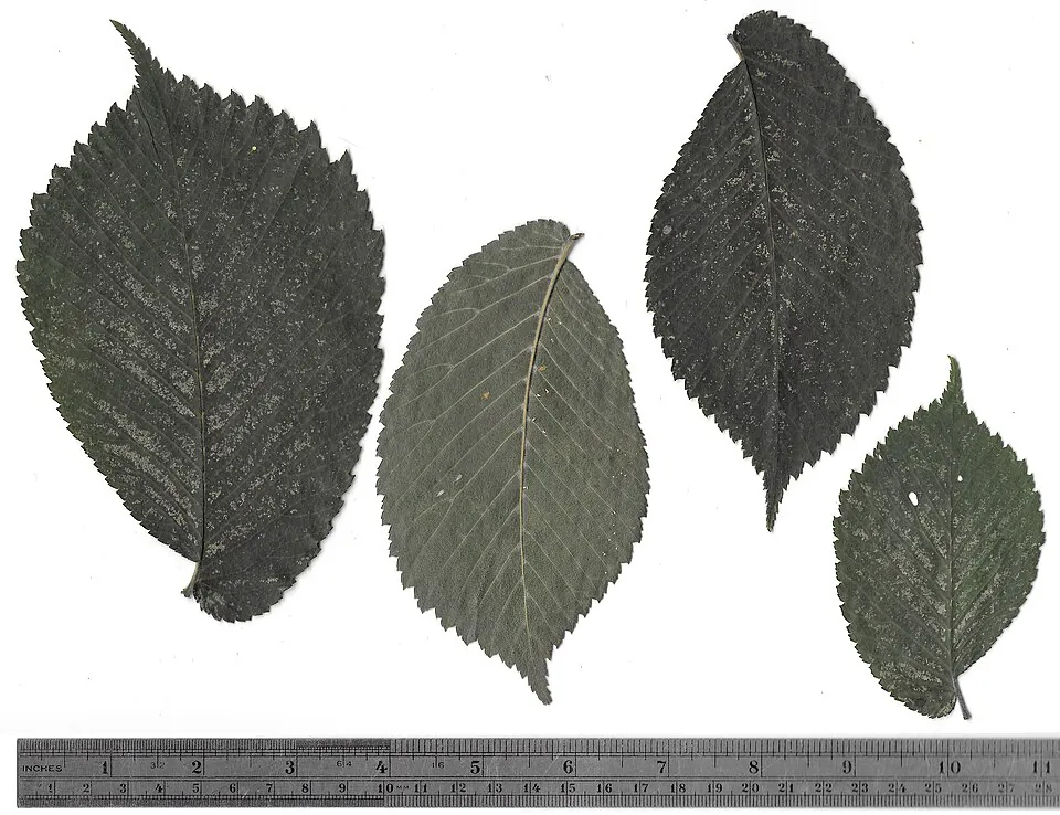 Mystery Tree