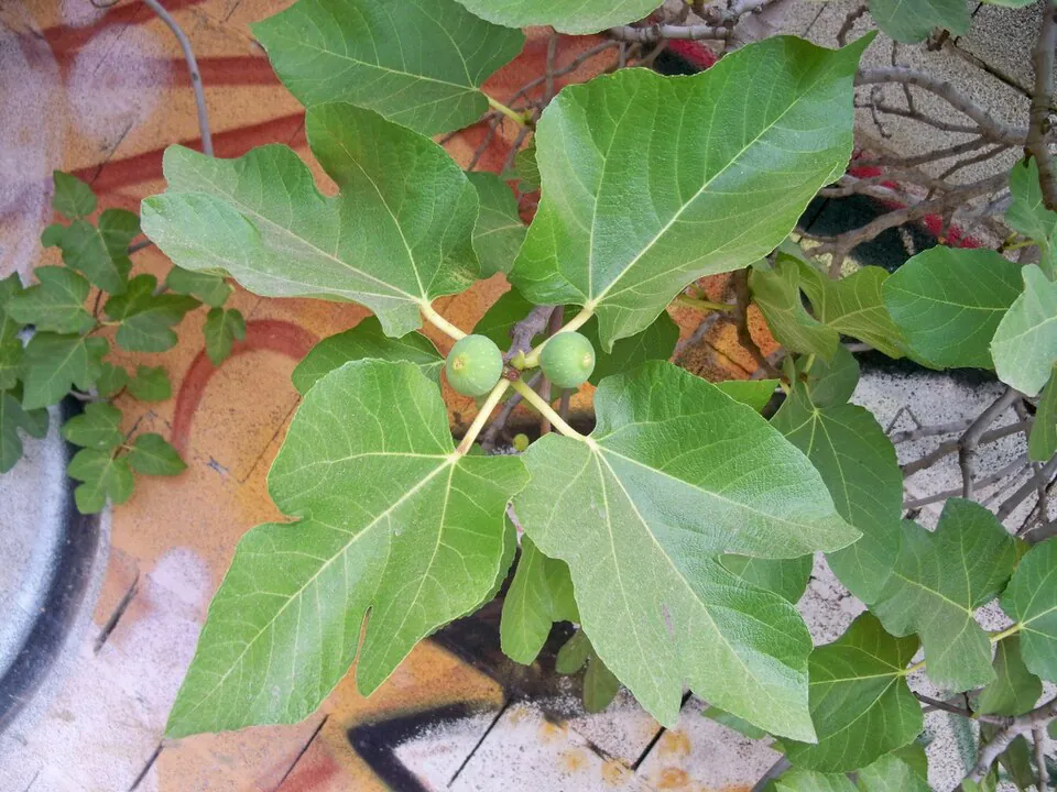 Mystery Tree