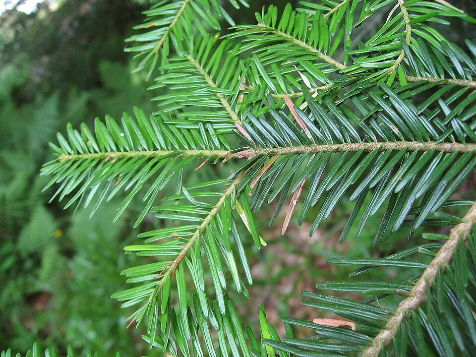 Mystery Tree