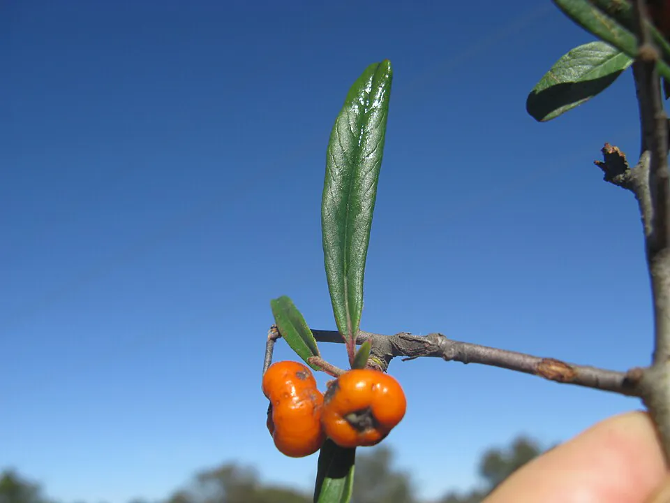 Mystery Tree
