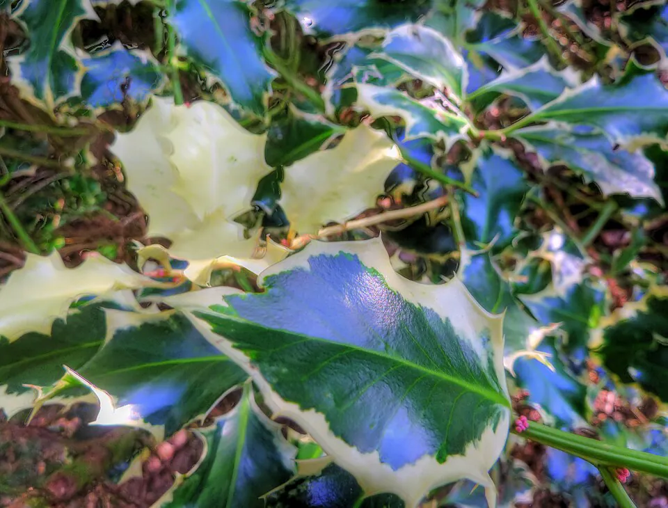 Mystery Tree