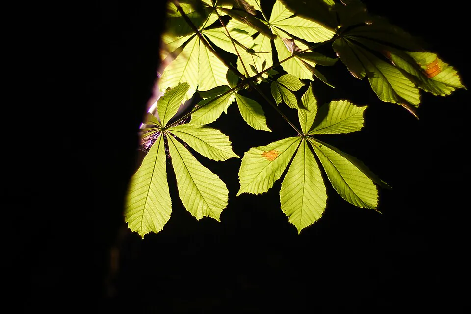 Mystery Tree