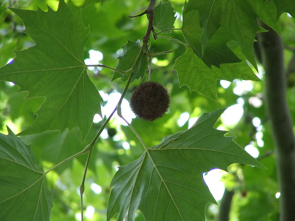 Mystery Tree