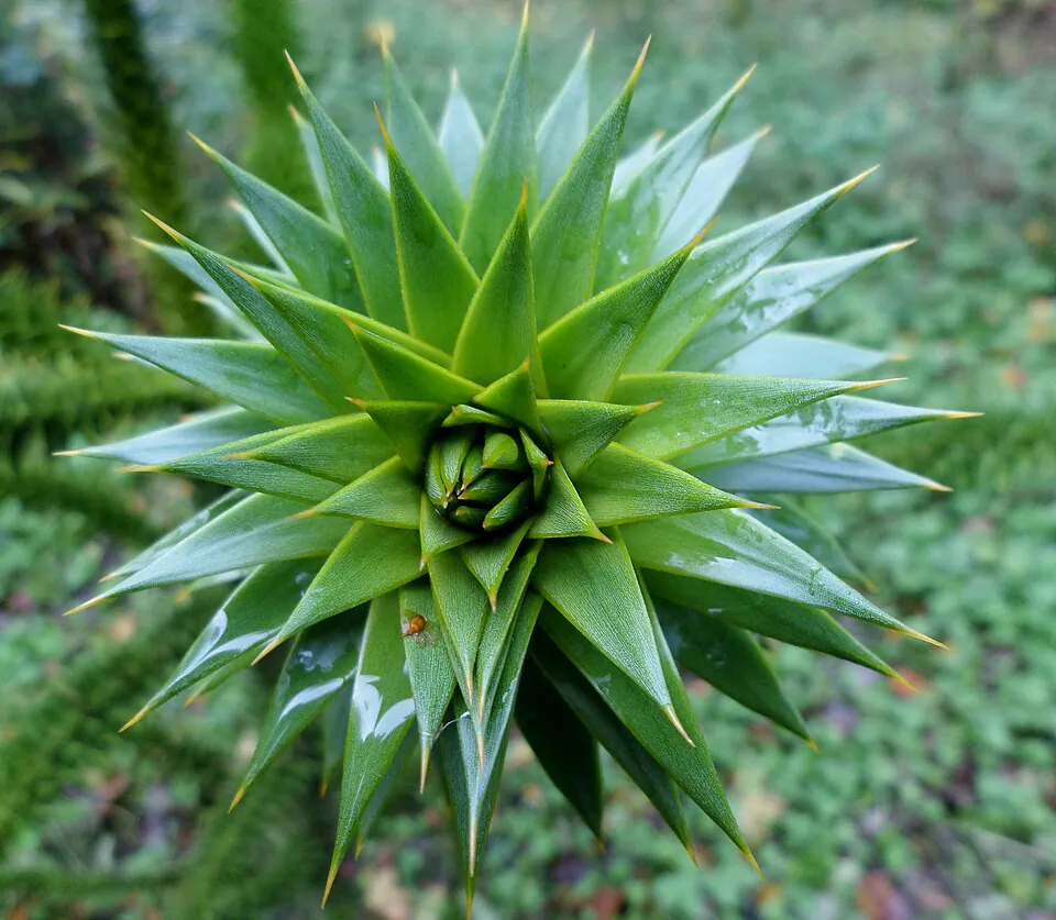 Mystery Tree