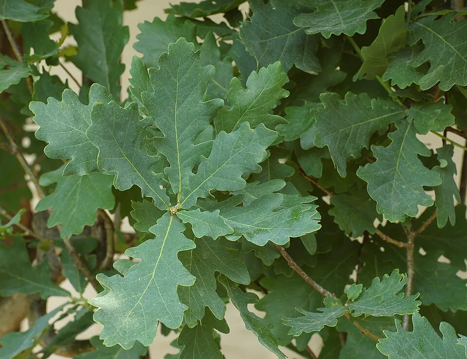 Mystery Tree