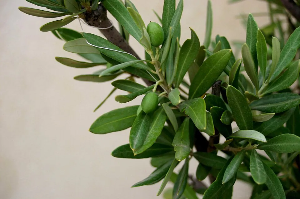 Mystery Tree