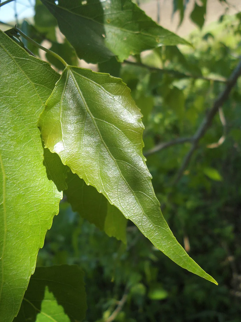 Mystery Tree