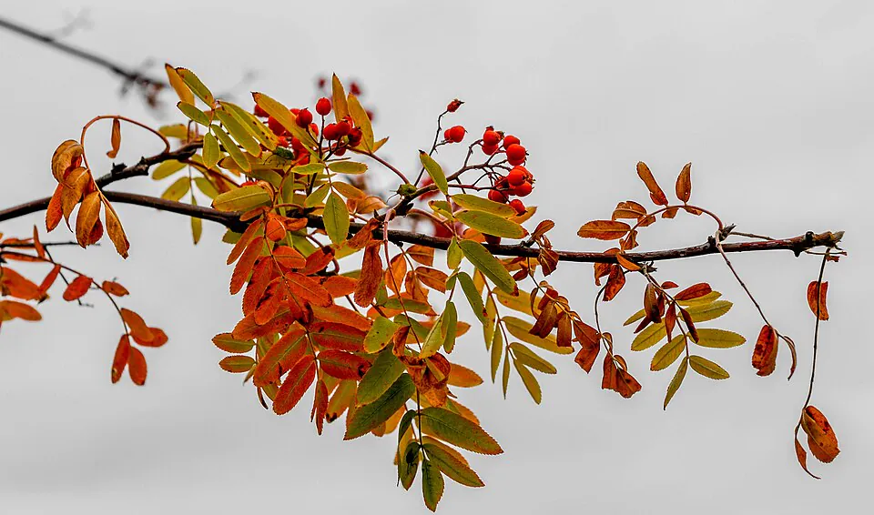 Mystery Tree