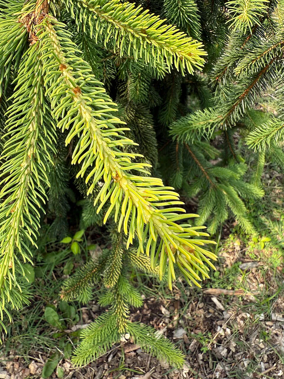 Mystery Tree