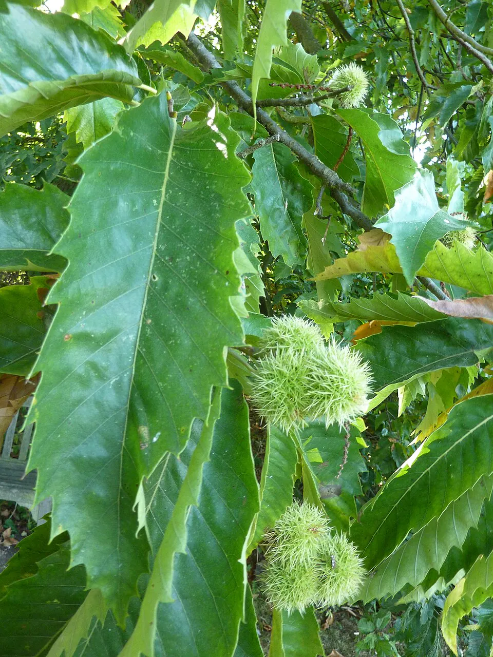 Mystery Tree