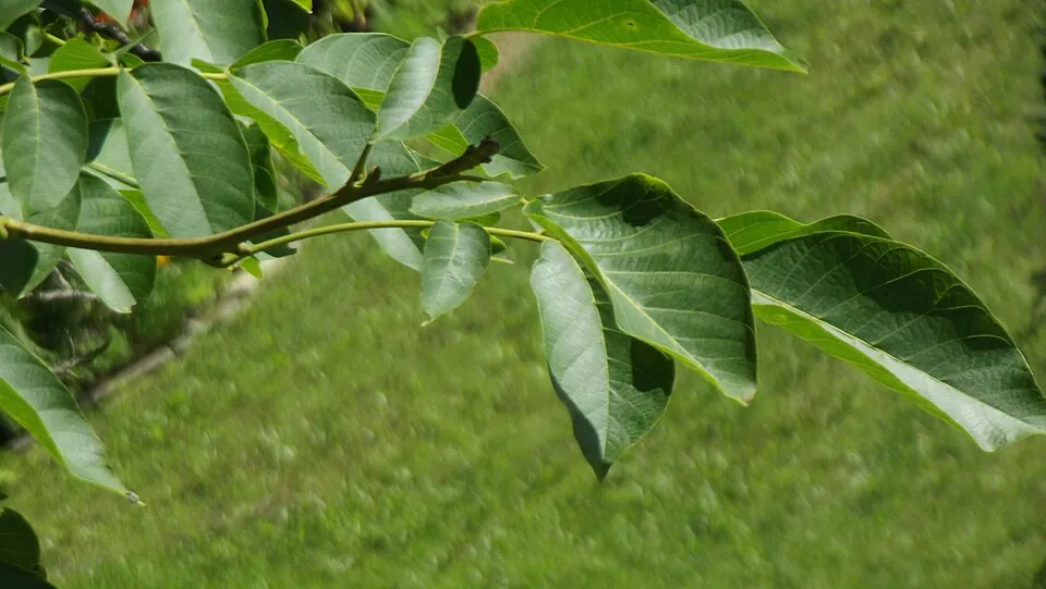 Mystery Tree