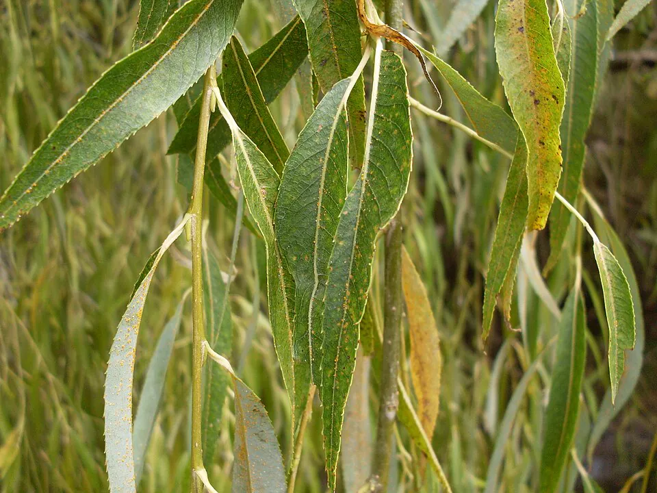 Mystery Tree